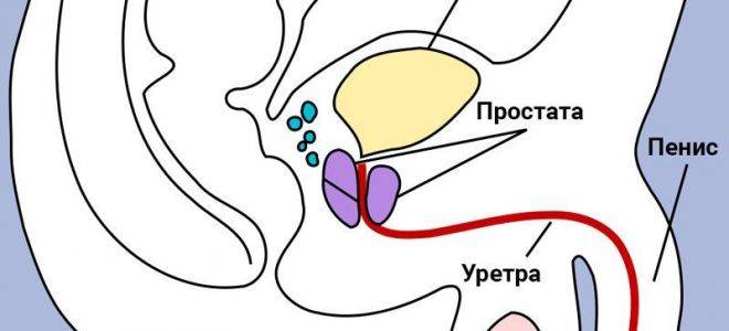Туберкулез в интимной зоне