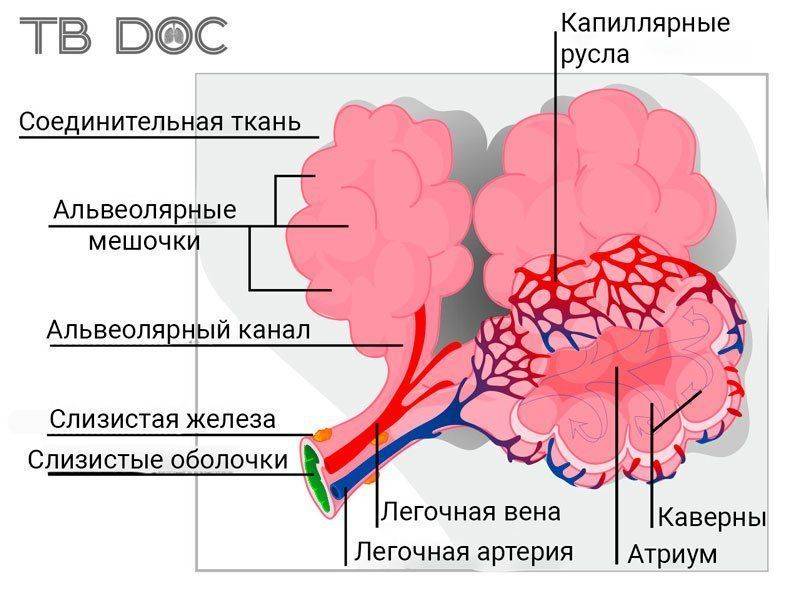 Строение альвеол