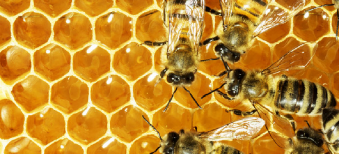 Лечение пневмонии народными средствами