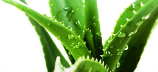 Лечебные свойства алоэ с мёдом: от чего помогает, рецепты приготовления и противопоказания