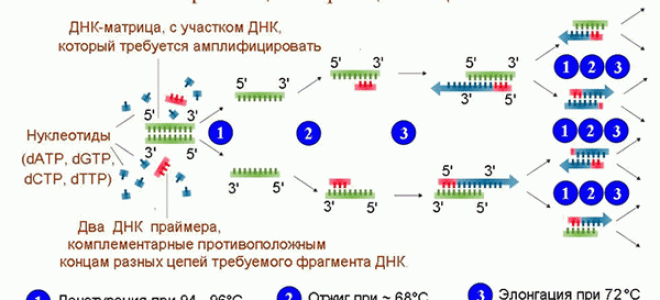 Диагностика туберкулеза с помощью ПЦР