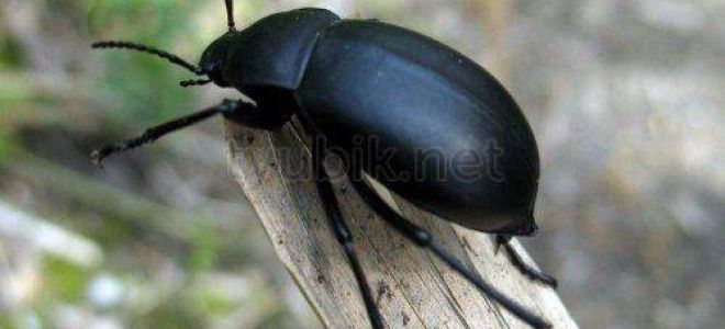 Псориаз в домашних условиях