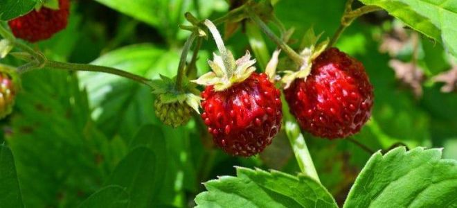 Диета при камнях в почках