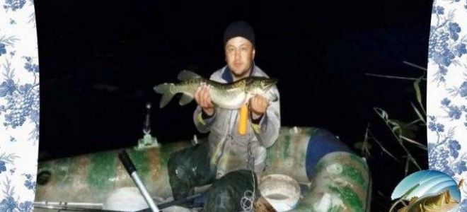 Ушной клещ у кошек: капли, лечение, эффективные препараты