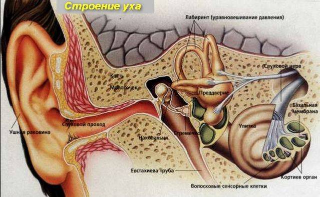 Боль в ушах при простуде: воспаление лимфаузлов, капли, симптомы, лечение, среднего, причины