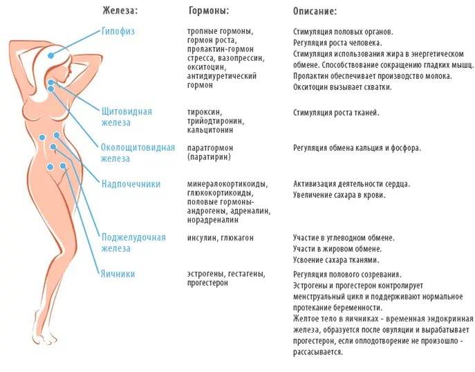 Основные гормоны щитовидной железы