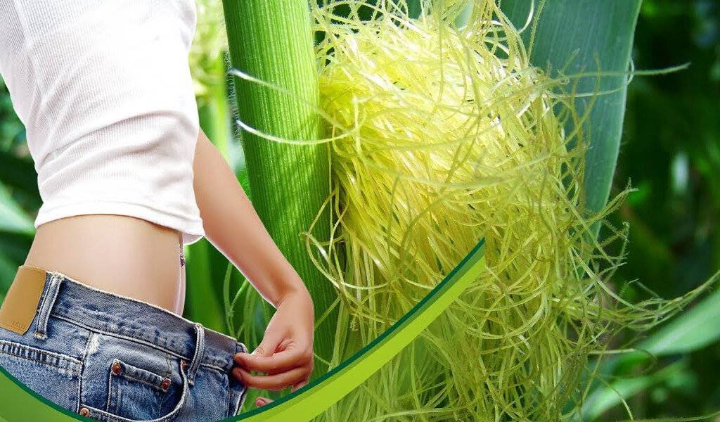 Кукурузные рыльца — лечебные свойства и противопоказания: инструкция и рецепты