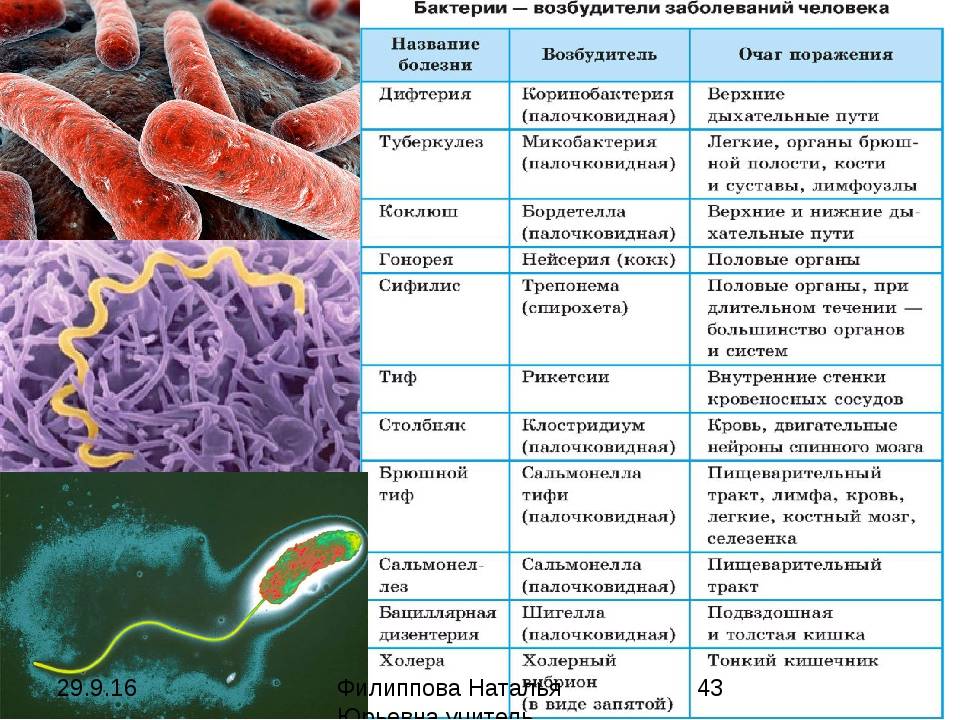Бактериальная инфекция у детей и взрослых