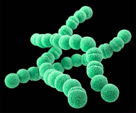 Бактерии ангины: какие возбудители к какой группе относятся