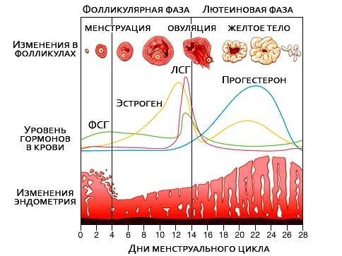 ᐉ уменьшается ли эндометрий при климаксе - sp-medic.ru