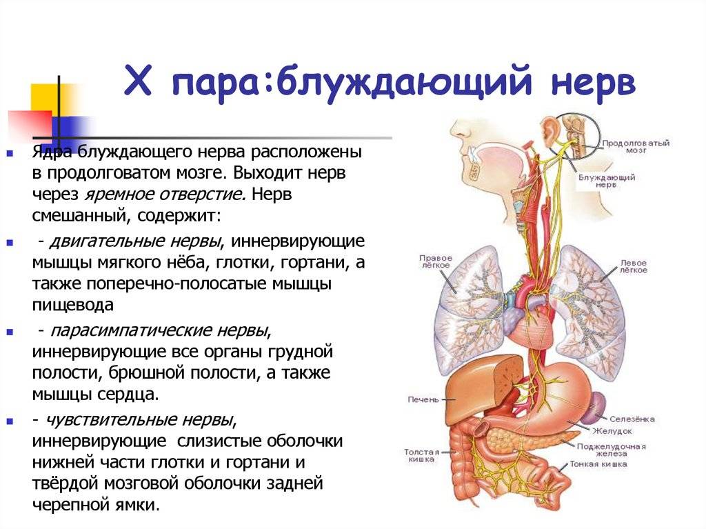 Блуждающий нерв - где находится, признаки и терапия воспаления, поражения или защемления