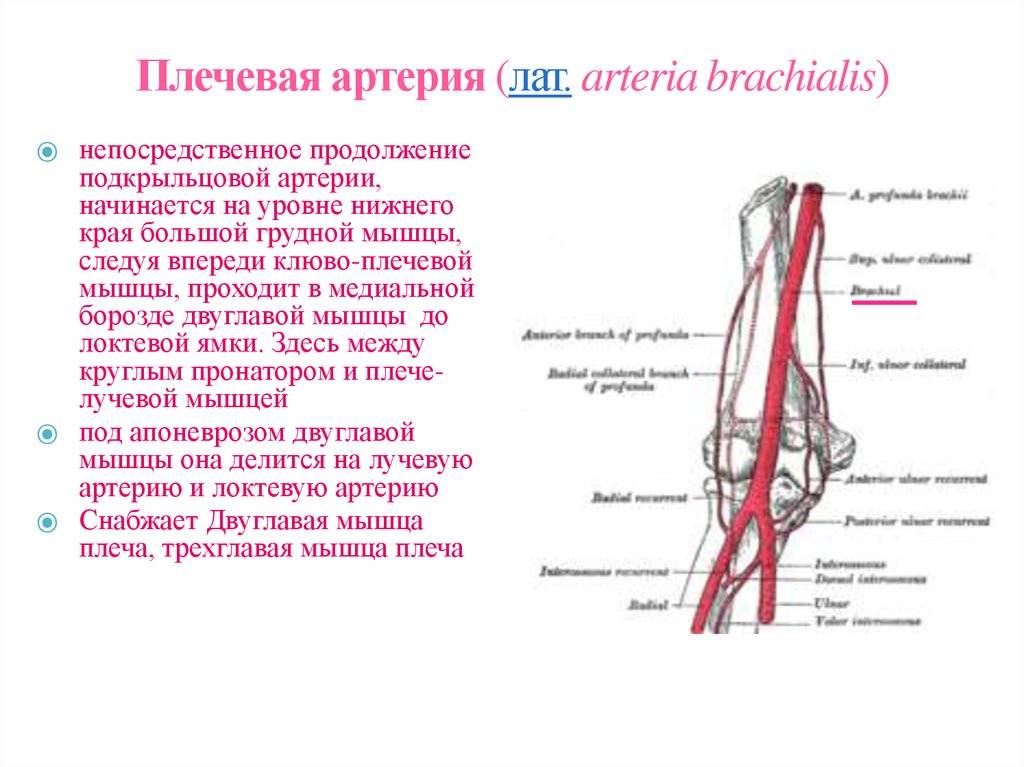 Плечевая артерия: плечеголовной ствол, анатомия