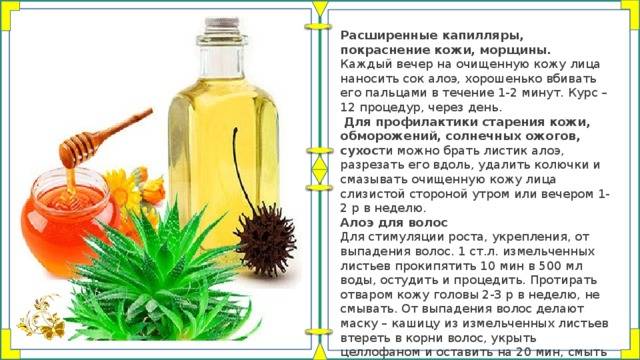 Алоэ с медом: лечебные свойства и противопоказания, рецепты