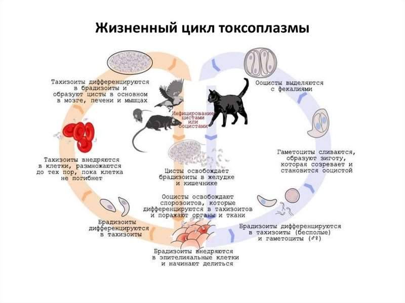 Лечится ли токсоплазмоз у человека и животных, методы лечения