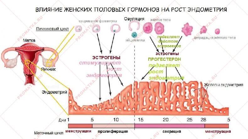 ᐉ отсутствие флоры в мазке у женщин лечение при климаксе - sp-medic.ru