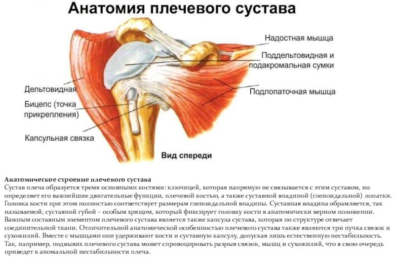 Тендинопатия сухожилия: лечение надостной мышцы