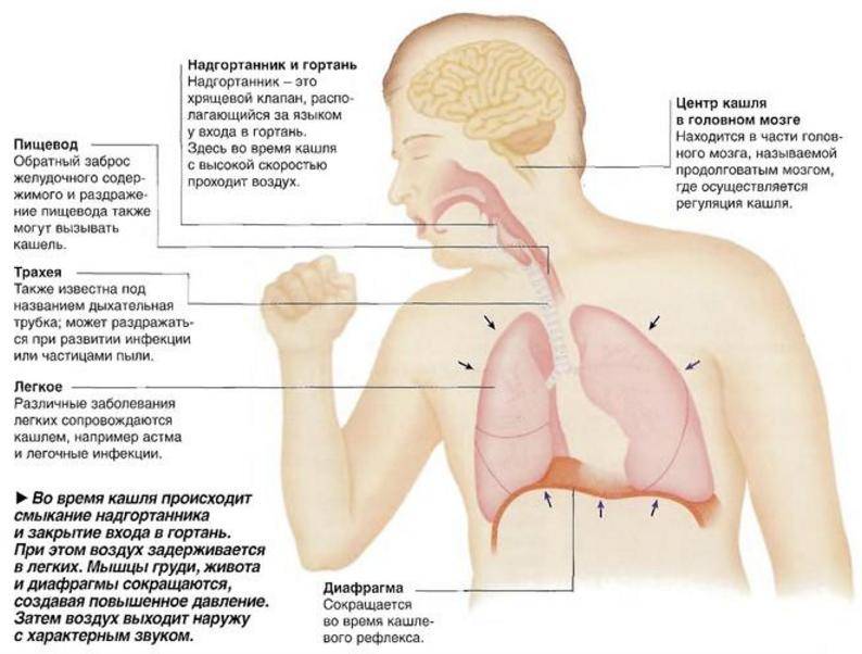 Лающий кашель у взрослого – причины, чем лечить