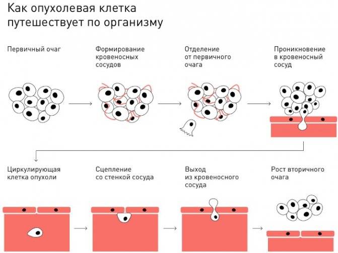 Руководство для самостоятельной работы студентов по патологической анатомии (стр. 16 ) | авторская платформа pandia.ru