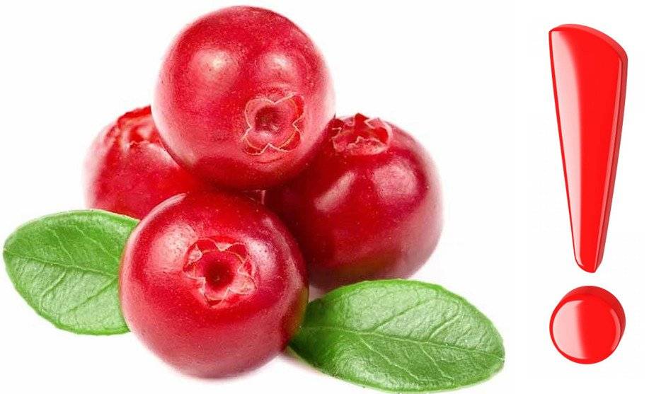 Клюква при простуде: польза ягод в лечении и профилактике заболеваний