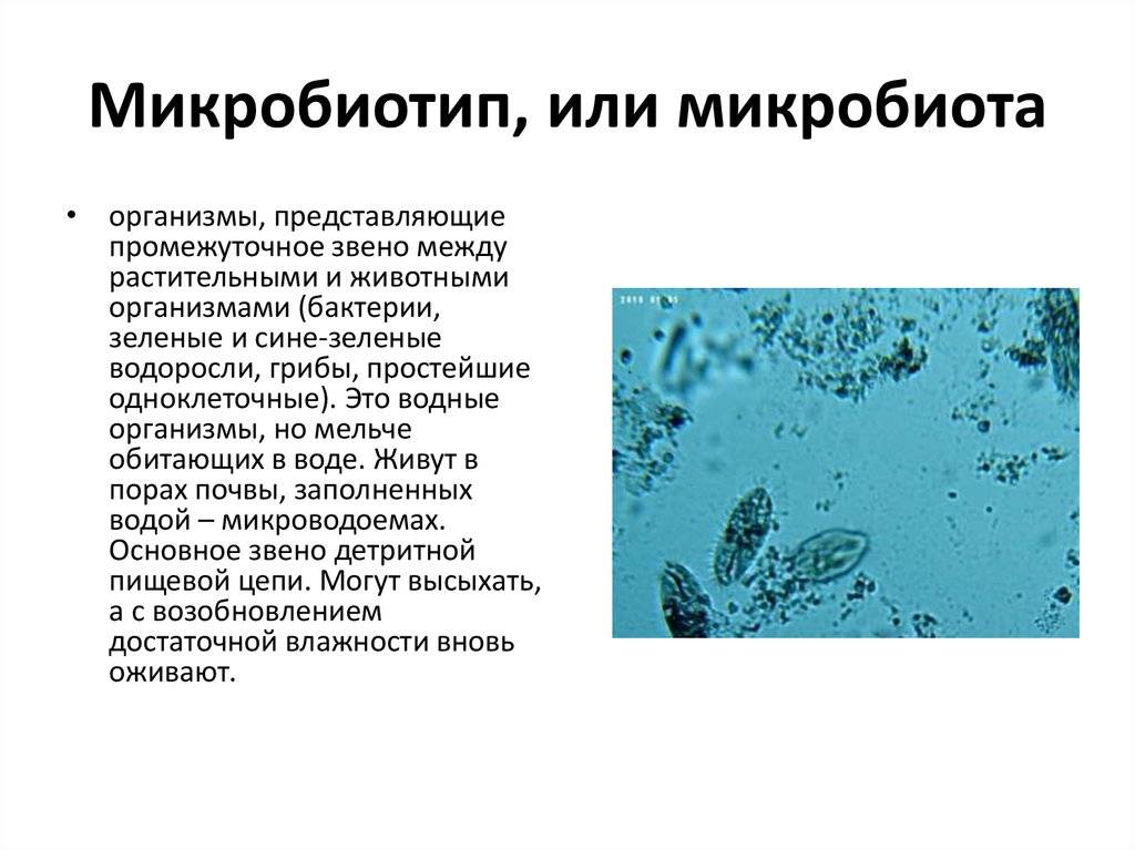 Что такое микробиота (микрофлора) кишечника и микробиом человека? ~ slovesa - журнал о развитии