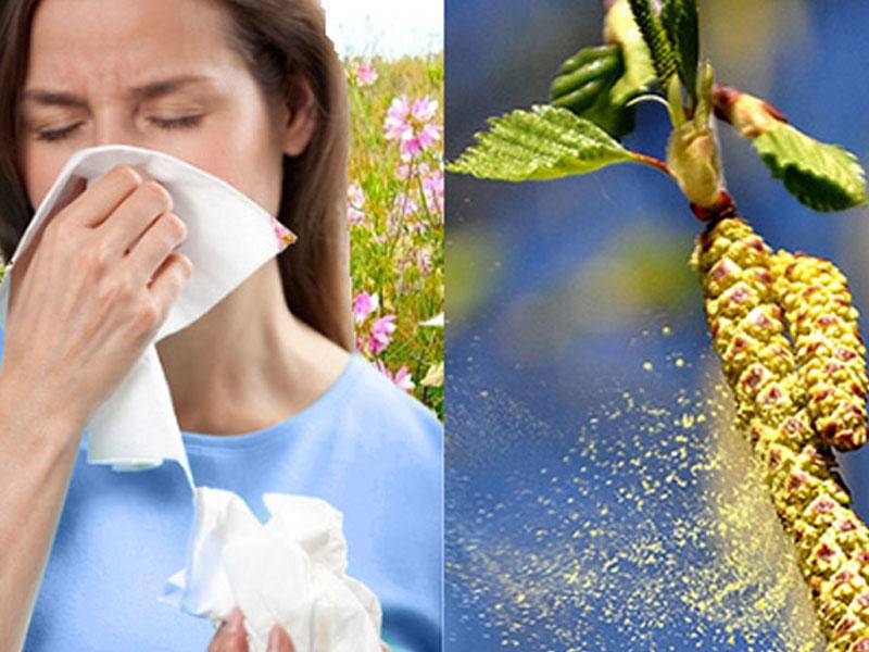 Сенная лихорадка, или сезонная аллергия. как лечить?