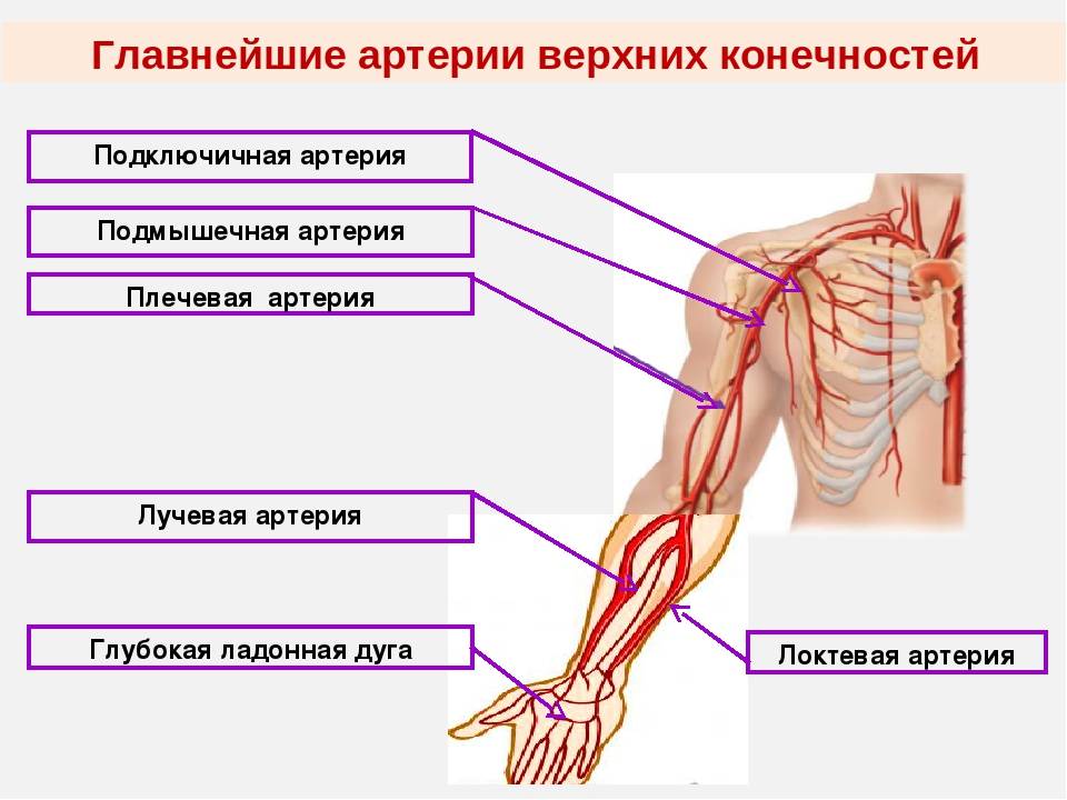 Подключичная артерия. синдром подключичной артерии