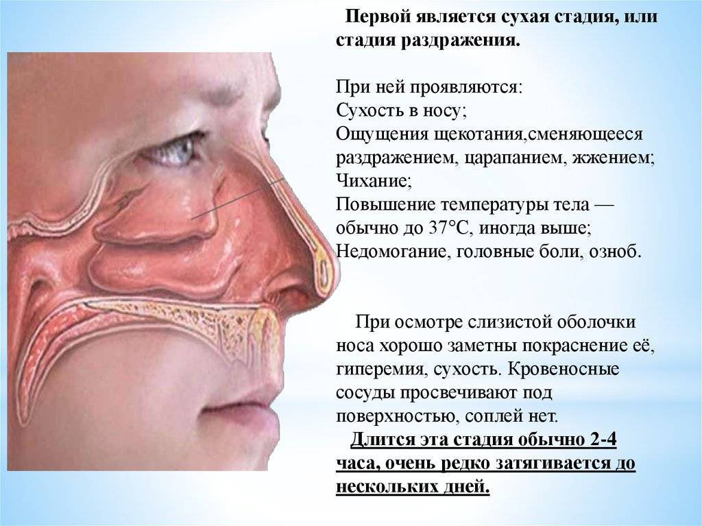 Одна ноздря заложена, не дышит: левая или правая