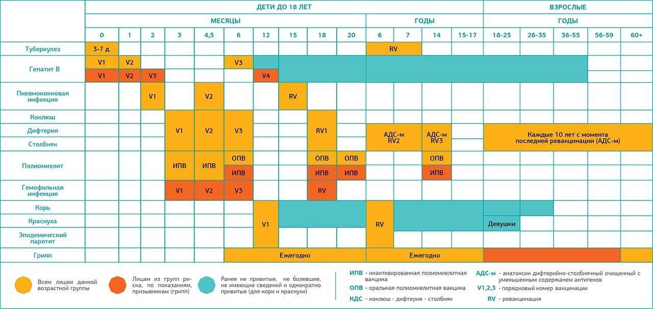 Календарь прививок для детей: национальный график вакцинации по возрасту