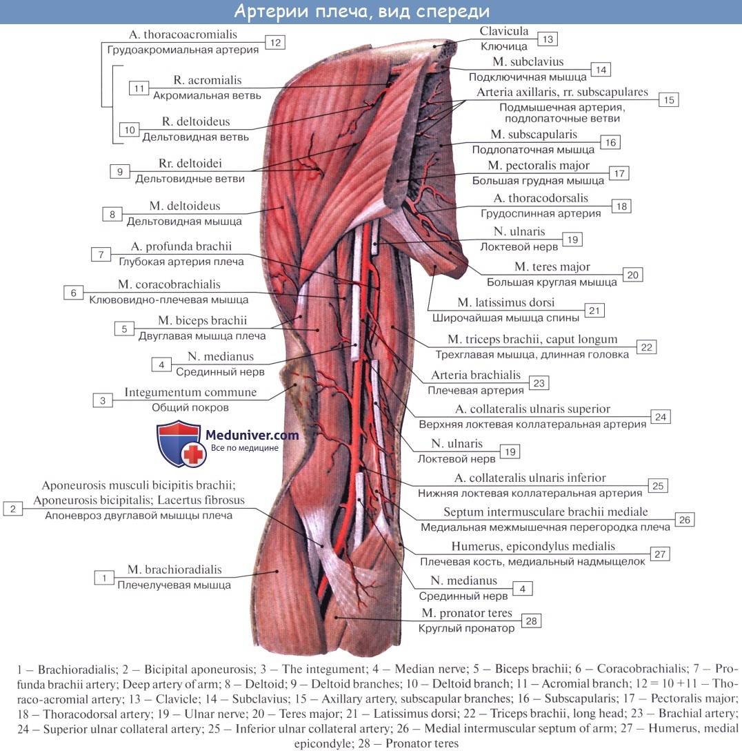 Где находится плечевая артерия человека?