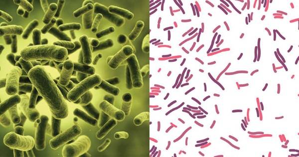 Что такое микробиота (микрофлора) кишечника и микробиом человека? ~ slovesa - журнал о развитии