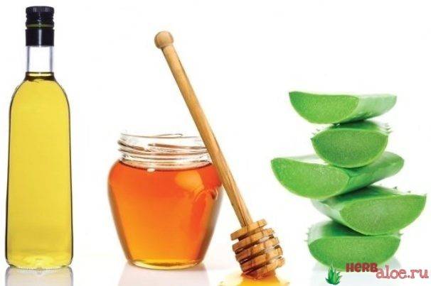 Как применять алоэ с медом, противопоказания и лечебные свойства