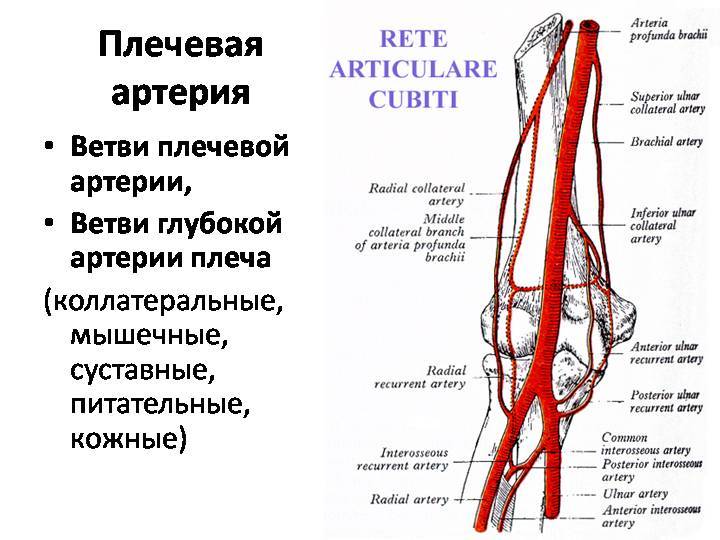 Что из себя представляет плечевая артерия человека? | анатомия
где находится плечевая артерия человека? | анатомия