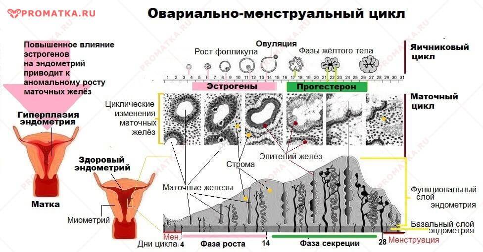 Гиперплазия эндометрия в менопаузе: толщина, его норма при климаксе, выскабливание, лечение, признаки заболевания матки