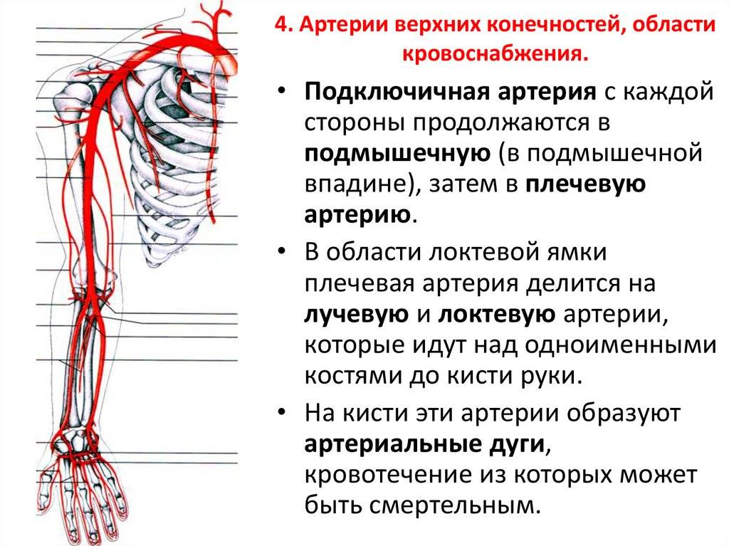 Плечевая артерия: плечеголовной ствол, анатомия