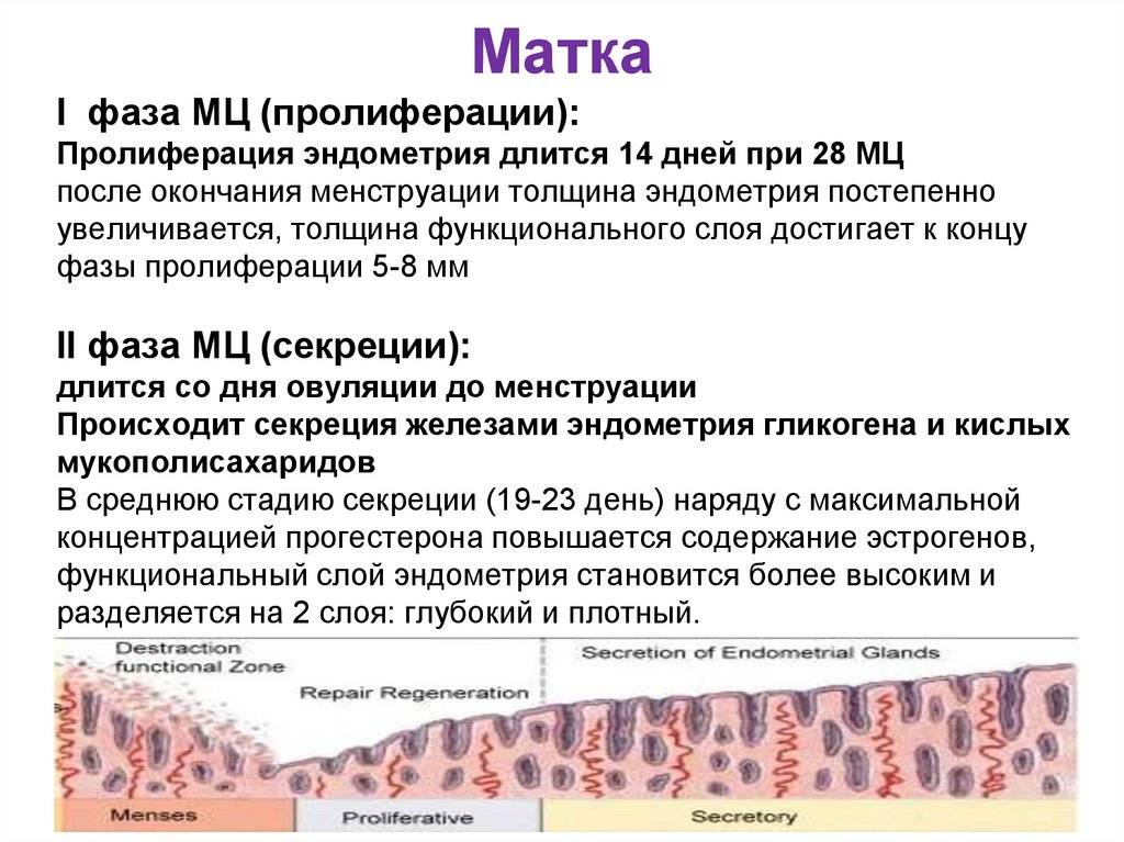 ᐉ гиперплазия эндометрия симптомы и лечение при климаксе - sp-medic.ru