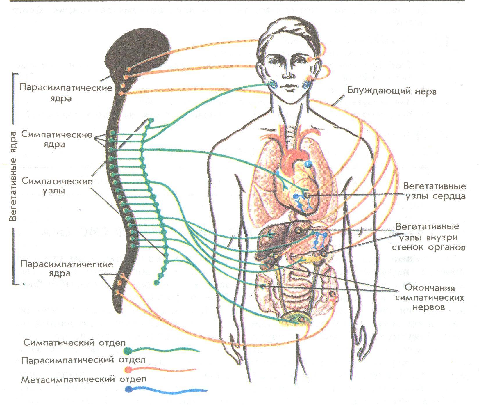 Блуждающий нерв желудка симптомы и лечение - лечимпросто