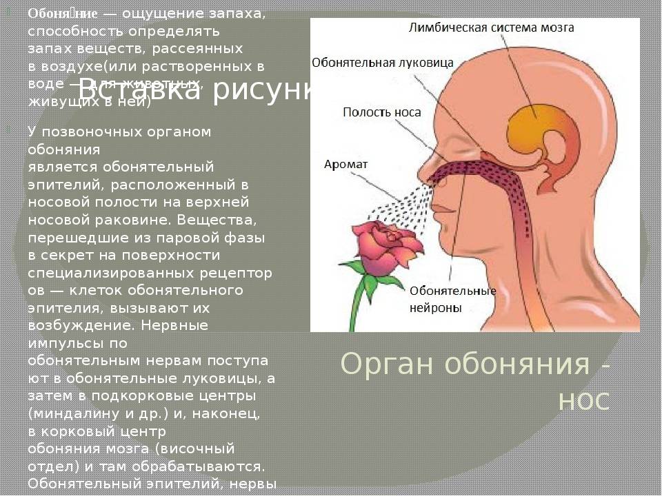 Что делать, если при насморке пропало обоняние: как его вернуть pulmono.ru
что делать, если при насморке пропало обоняние: как его вернуть
