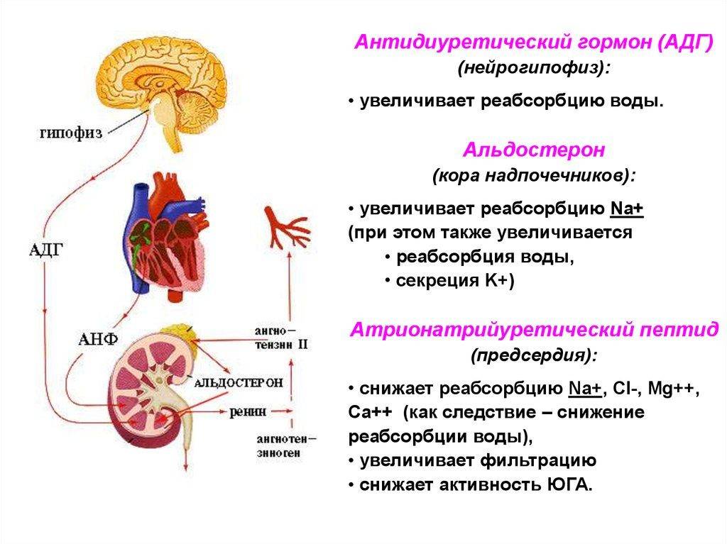 Реабсорбция в почках — что это такое и как осуществляется | все о здоровье почек - kardiobit.ru