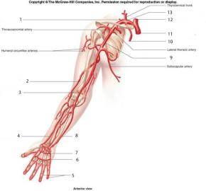 Острый тромбоз (эмболия) артерий конечности: лечение, симптомы — онлайн-диагностика