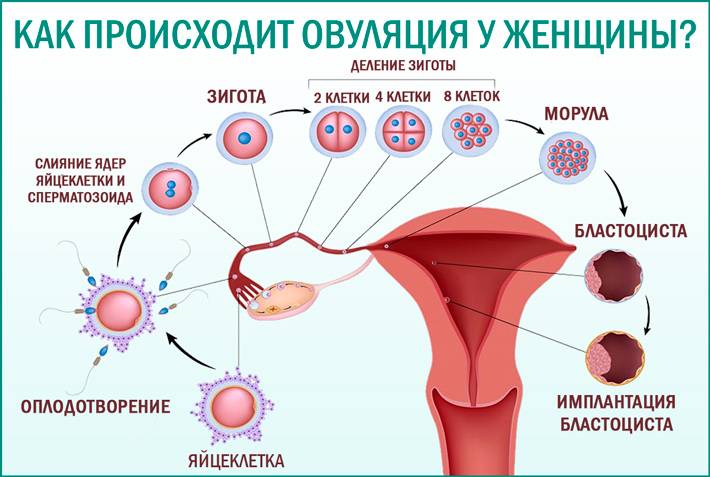 Гиперплазия эндометрия в менопаузе: что это такое и как ее лечить