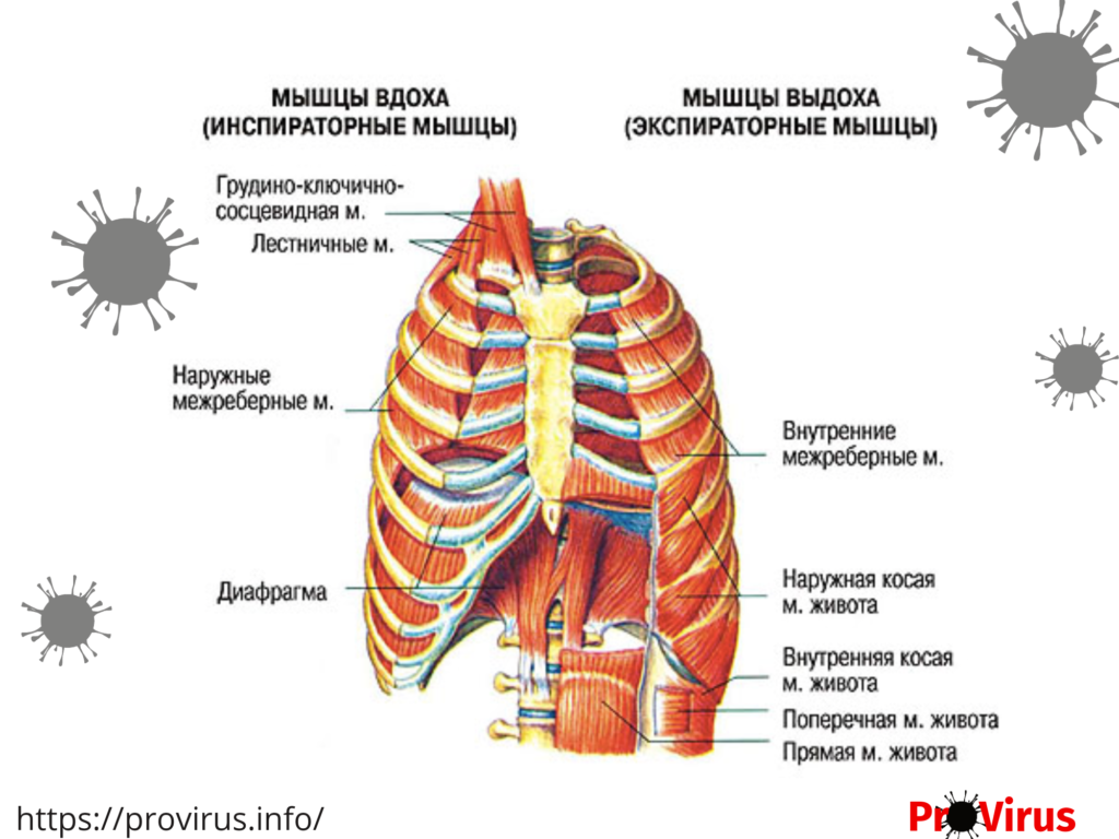 Расположена под диафрагмой в правом подреберье. Наружные межреберные мышцы анатомия. Наружные межреберные мышцы дыхание. Мышцы участвующие в акте дыхания. Основные и вспомогательные дыхательные мышцы.