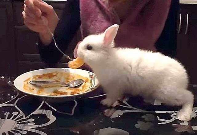 Можно ли давать кроликам сыр. Картофельный кролик. Кролик с картохами. Заяц ест картошку. Кролик и сыр.