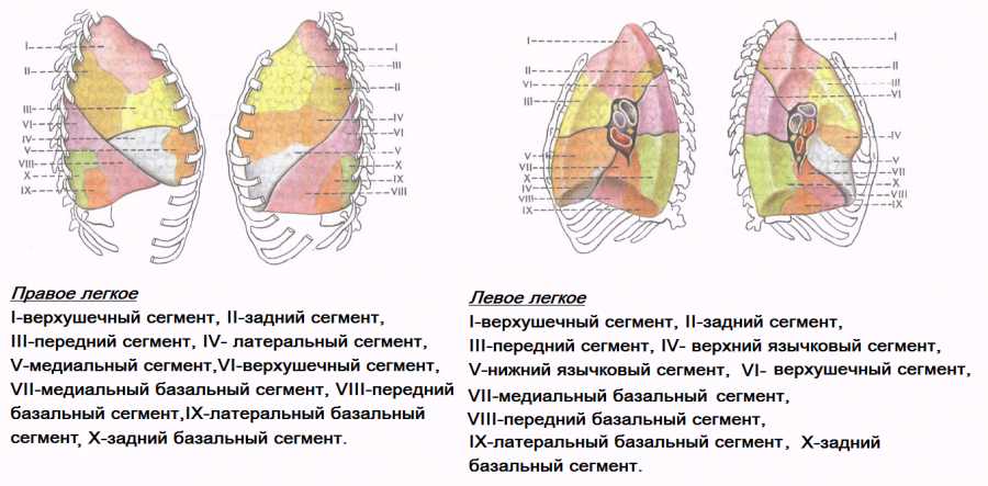 Топография долей и сегментов легких. Сегмент s7 правого легкого. Сегмент s3 правого легкого располагается. Сегменты левого лёгкого схема.