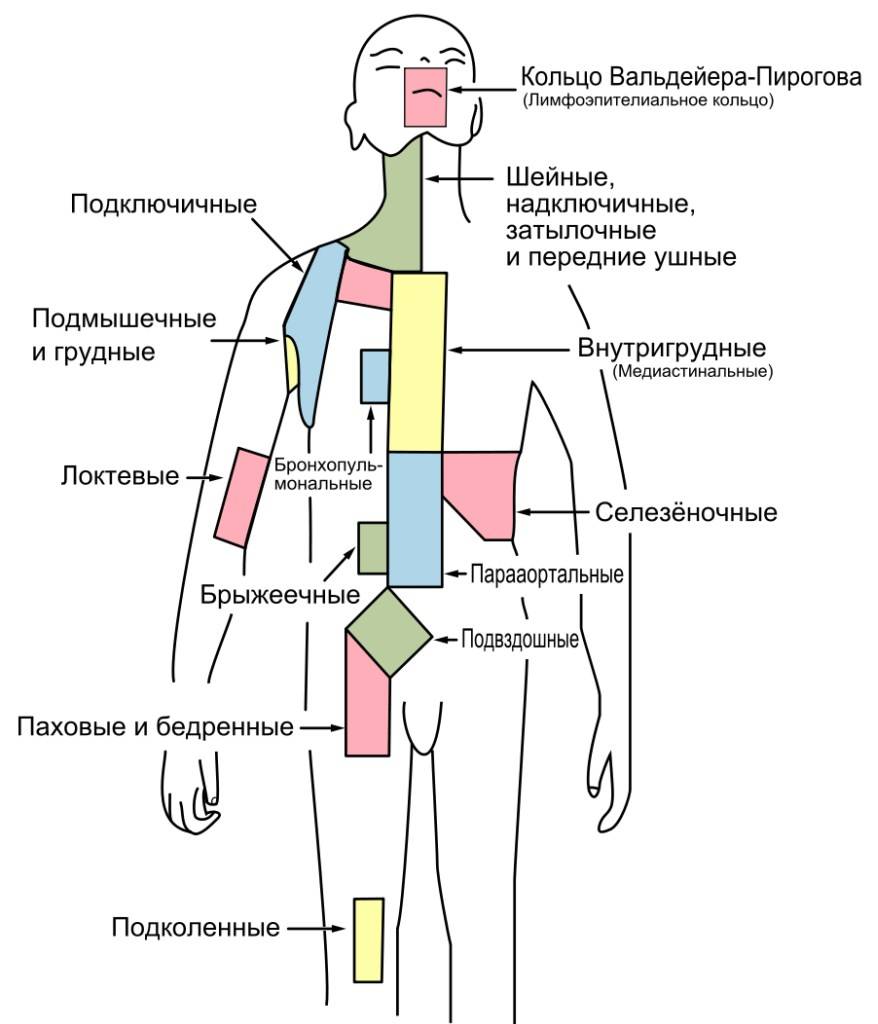 Расположение лимфоузлов у женщин схема