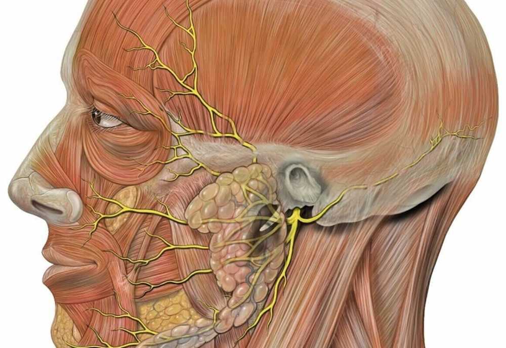 Воспаление тройничного нерва на лице: симптомы, лечение, можно ли вылечить в домашних условиях