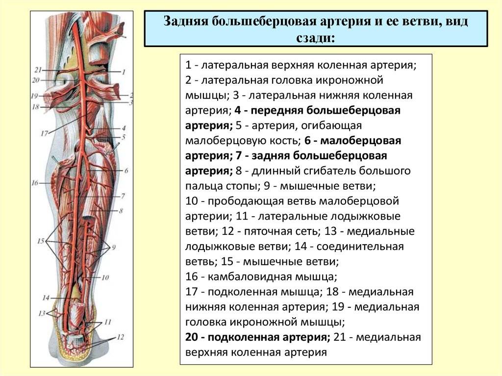 Эмболия подкрыльцовой и плечевой артерий (симптомы)