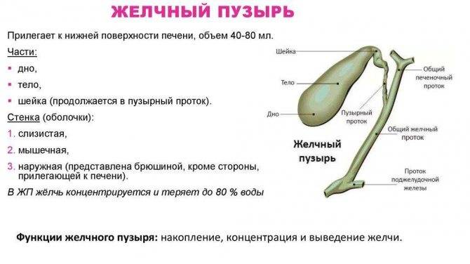 Перегиб (загиб) желчного пузыря: симптомы и лечение у ребенка и взрослого - medside.ru