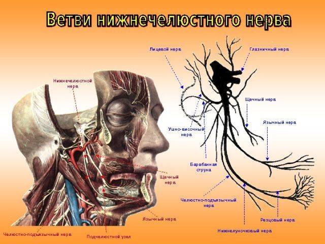 Блуждающий нерв симптомы лечение диагностика