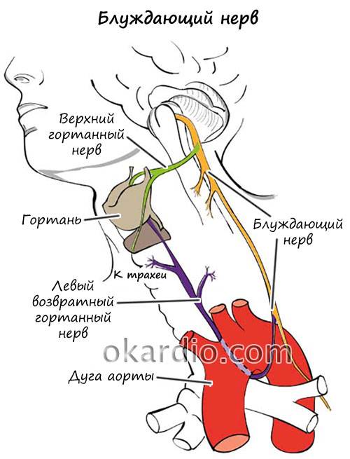 Анатомия: блуждающий нерв ( x пара, 10 пара черепных нервов ), n. vagus.