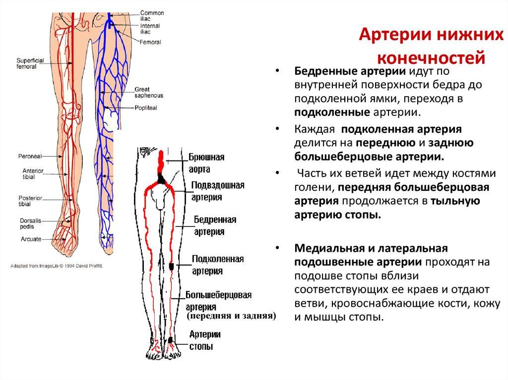 Острый тромбоз (эмболия) артерий конечности                (артериальная эмболия, артериальный тромбоз)